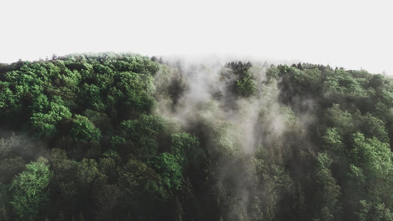 Fantasy Forest