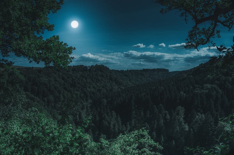 Magical Forest